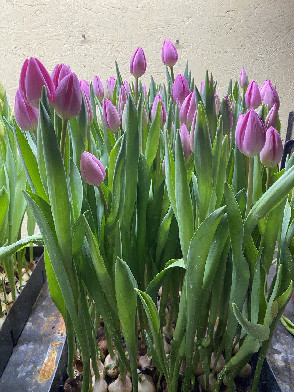 Тюльпан фиолет-малина